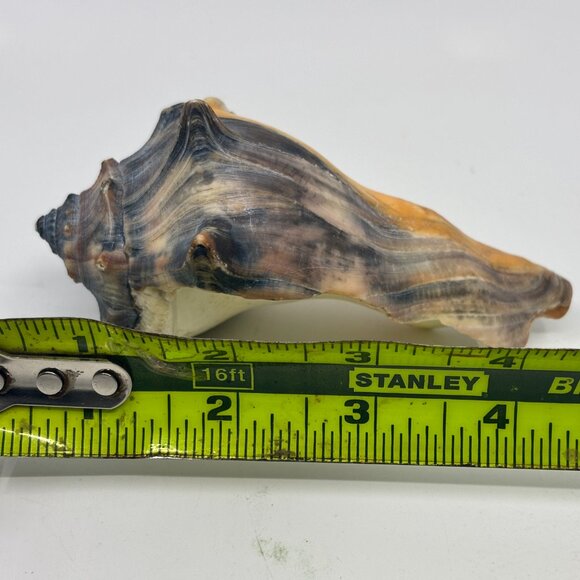 Knobbed Whelk Conch Seashell - Picture 2 of 9